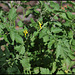 Solanum racemiflorum (3)