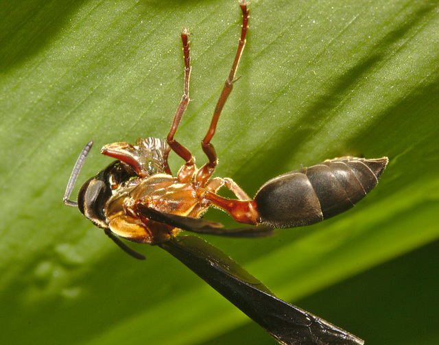 IMG 9169wasp