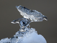 la nature a vraiment du talent ...... cette sculpture " sur glace " ce matin sur mon portail !!!