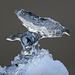 la nature a vraiment du talent ...... cette sculpture " sur glace " ce matin sur mon portail !!!