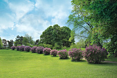 Büsche und Bäume