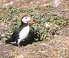 Puffin