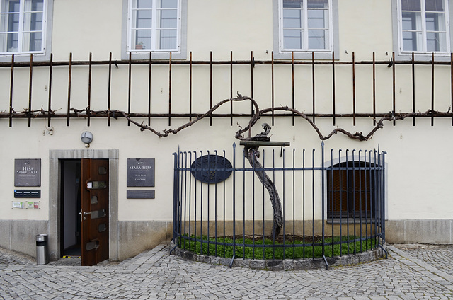 #9 - franco benf - Vineyard fence - 27̊ 2points