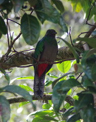 Resplendent Quetzal (female)