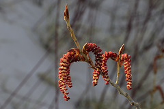 Gray Alder Catkins