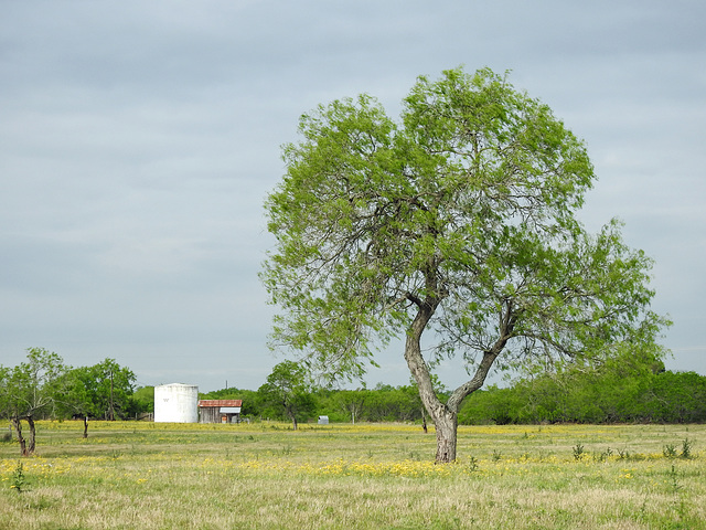 Day 5, King Ranch, Norias Division