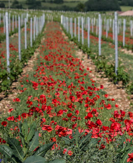 des coquelicots plein la vigne