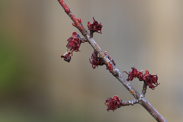 Hazelnut flowers