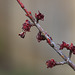 Hazelnut flowers