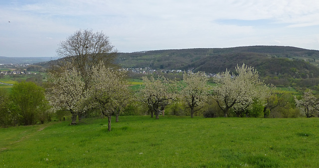 Orchideenwiese bei Lohrsdorf