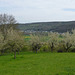 Orchideenwiese bei Lohrsdorf