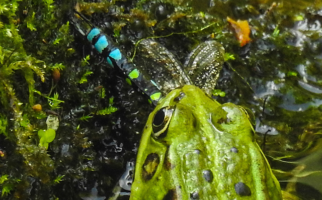 20210927 2961CPw [D~LIP] Teichfrosch, Blaugrüne-Mosaikjungfer, UWZ, Bad Salzuflen