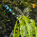 20210927 2961CPw [D~LIP] Teichfrosch, Blaugrüne-Mosaikjungfer, UWZ, Bad Salzuflen