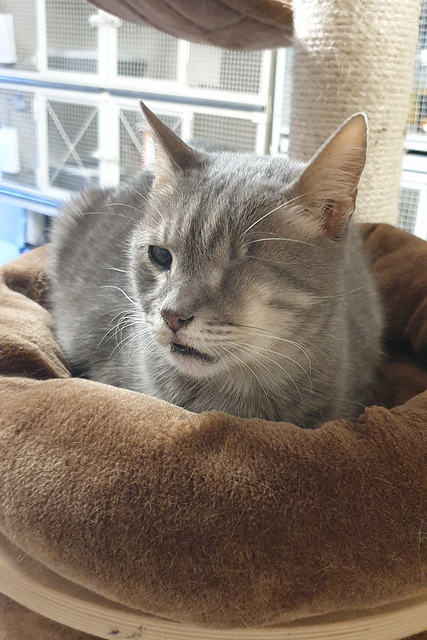 Inhabitant of a Roman Cat Shelter