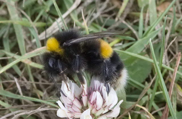 IMG 0715 BufftailedBumblebee