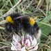 IMG 0715 BufftailedBumblebee