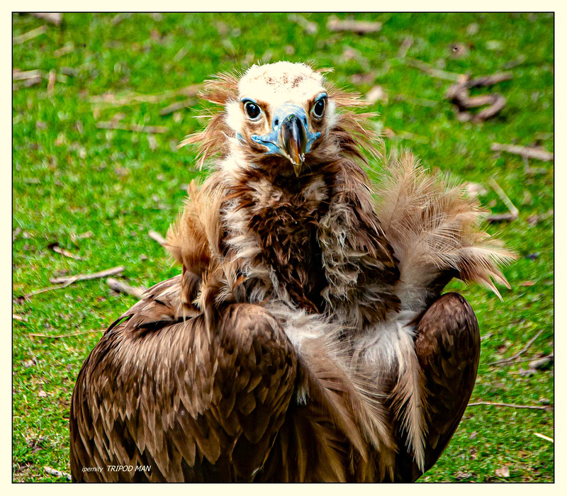Tierpark