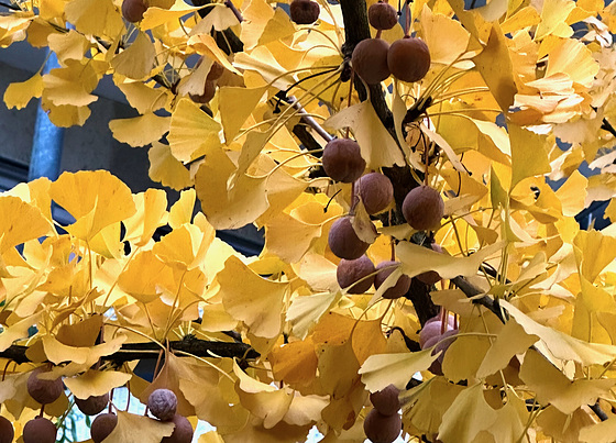 Ginkgobaum mit Früchten