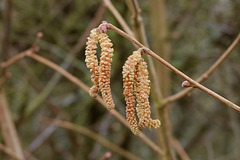 Hazel Catkins