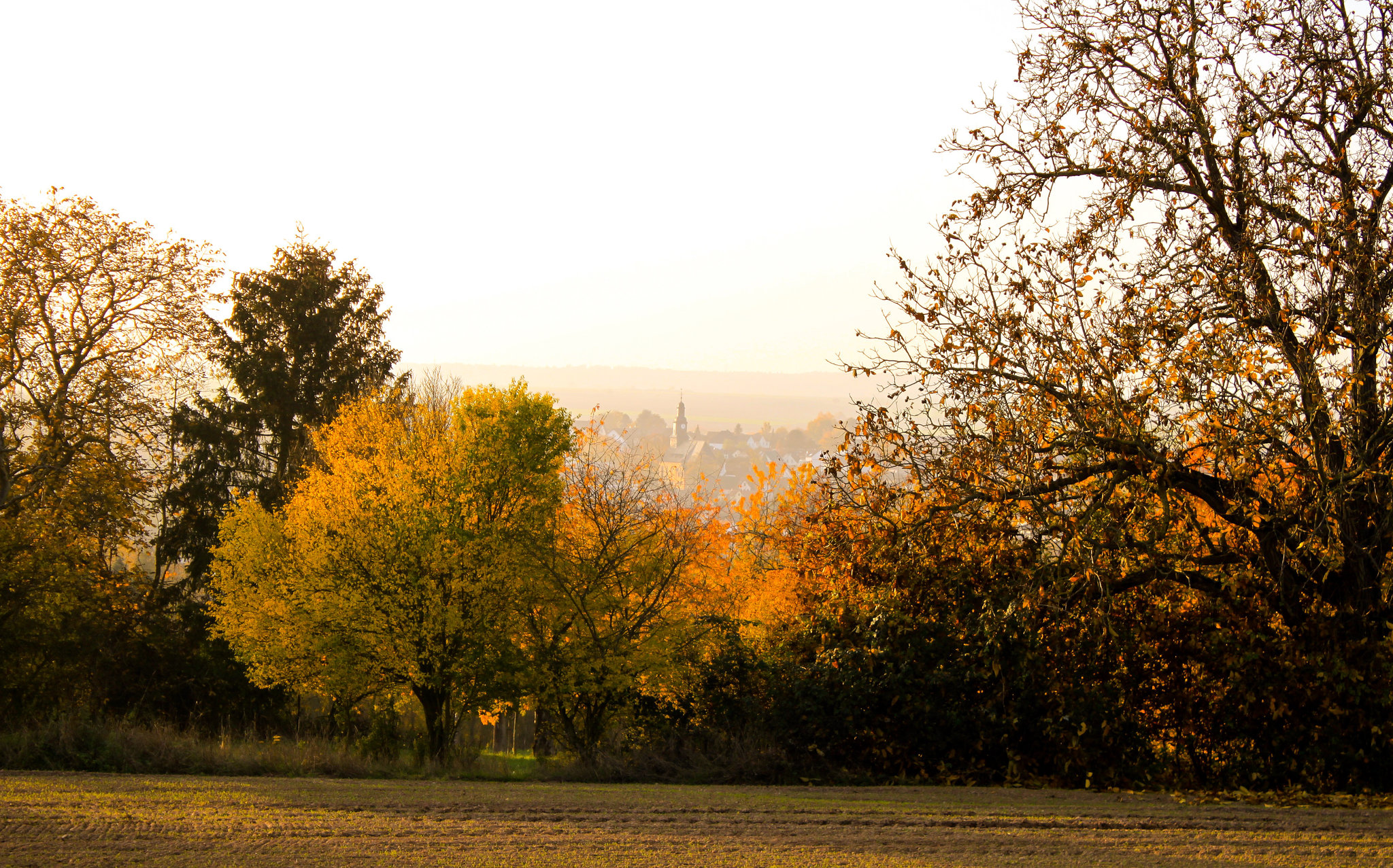 Autumn Haze