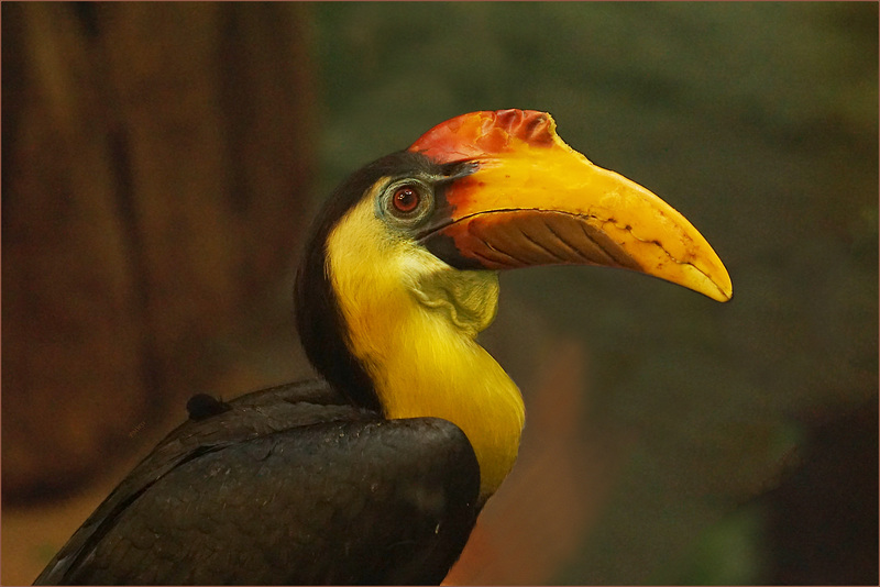 Wrinkled hornbill