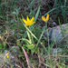 Tulipa australis - 2015-04-21--D4 DSC0400