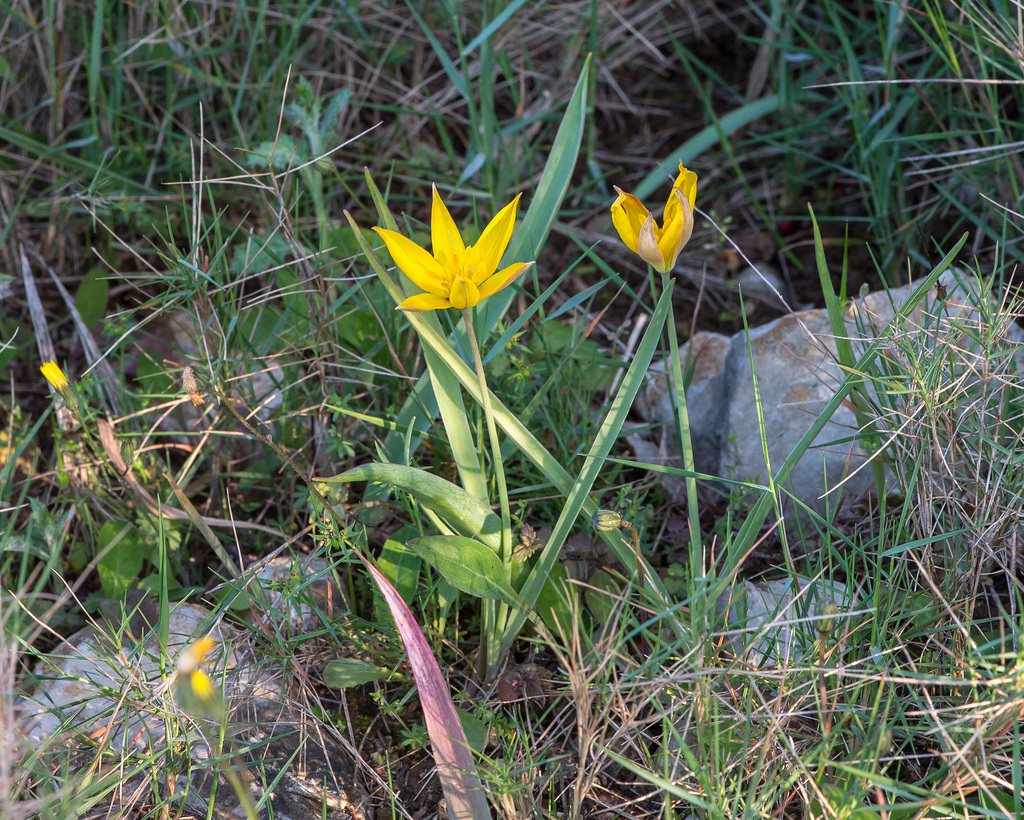 Tulipa australis - 2015-04-21--D4 DSC0400