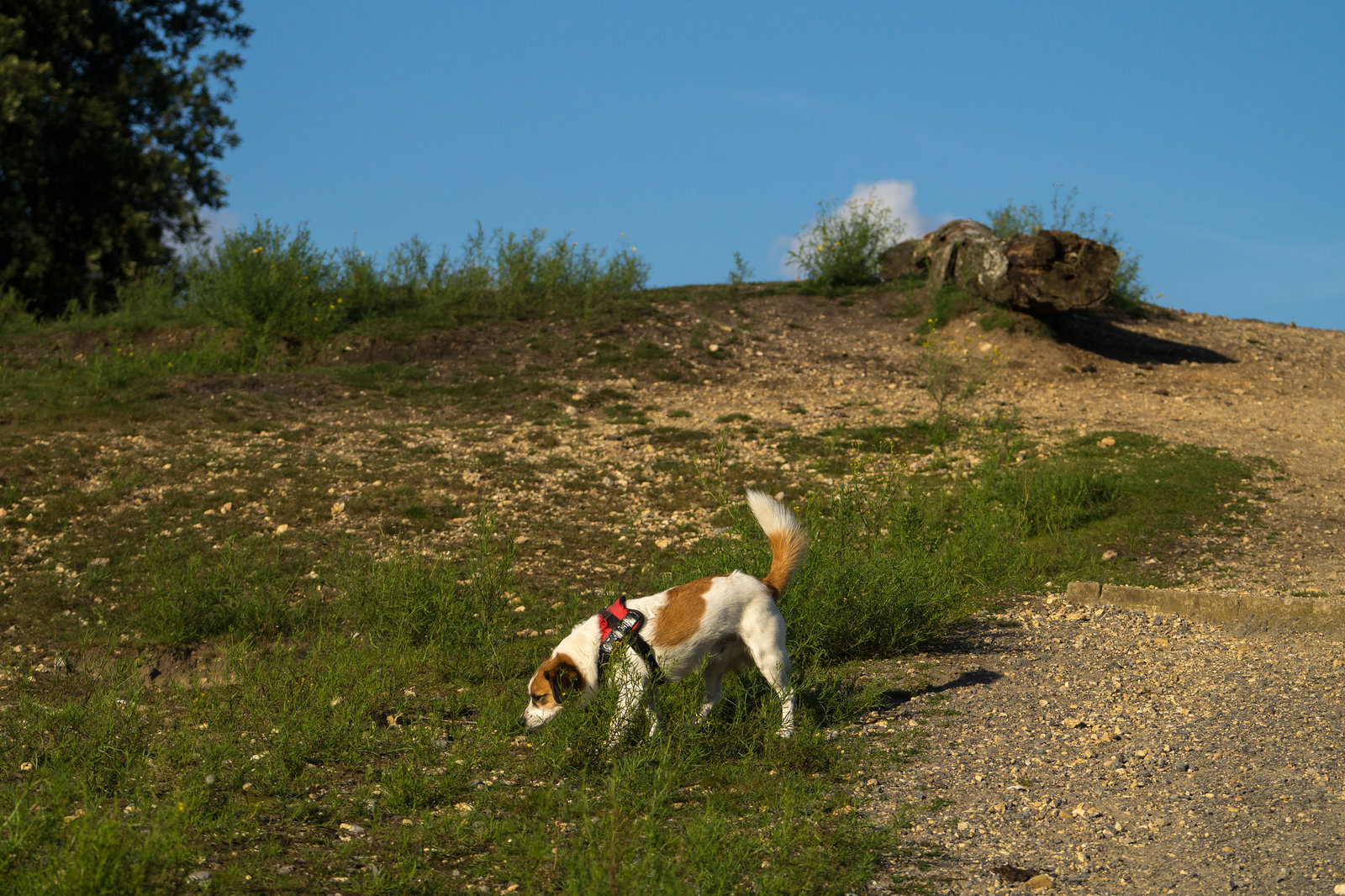 Jack Russell Terrier Clifford