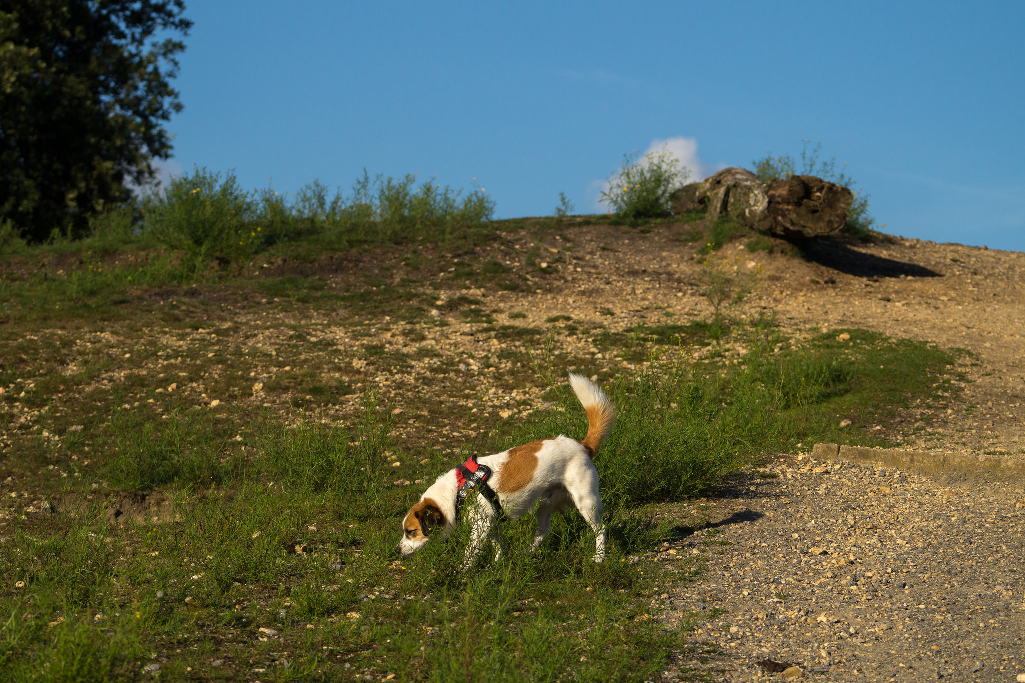 Jack Russell Terrier Clifford