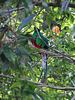 Resplendent Quetzal (male)