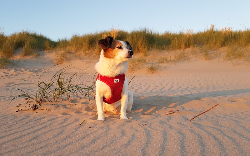 Netherlands - Hargen aan Zee