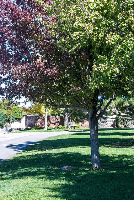 Memorial tree