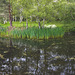 Pond weed-clearing in operation