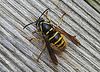 20200420 7279CPw [D~LIP] Mittlere Wespe (Dolichovespula media),  Bad Salzuflen