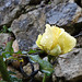Ma rose sous la pluie du mois de février