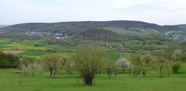 Orchideenwiese bei Lohrsdorf