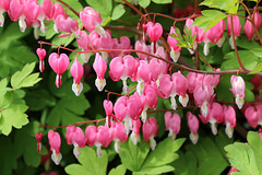 Bleeding hearts