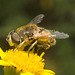 IMG 0727 Hoverfly