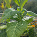 Nicotiana tabacum (1)