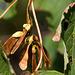 20140911 5188VRAw [NL] Ahorn, Terschelling