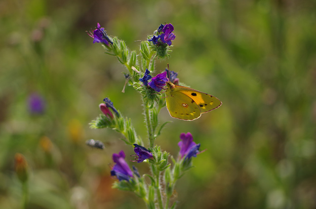 souci (colias croceus)