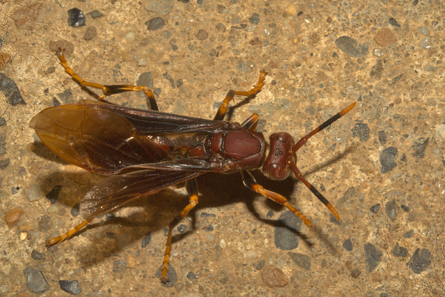 IMG 9517-1wasp