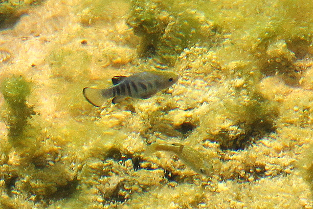 Amargosa Pupfish