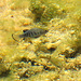 Amargosa Pupfish