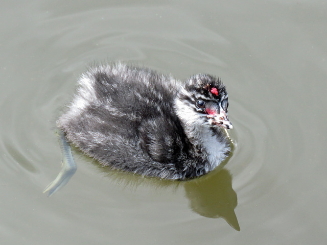 Eared Grebe baby / Podiceps nigricollis