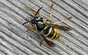 20200420 7280CPw [D~LIP] Mittlere Wespe (Dolichovespula media),  Bad Salzuflen