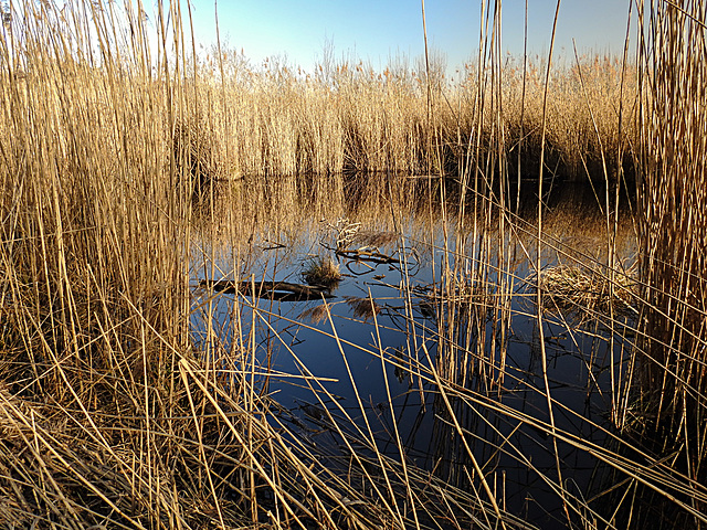 20210224 9954CPw [D~MI] Schilf (Phragmites australis), Großes Torfmoor, Hille