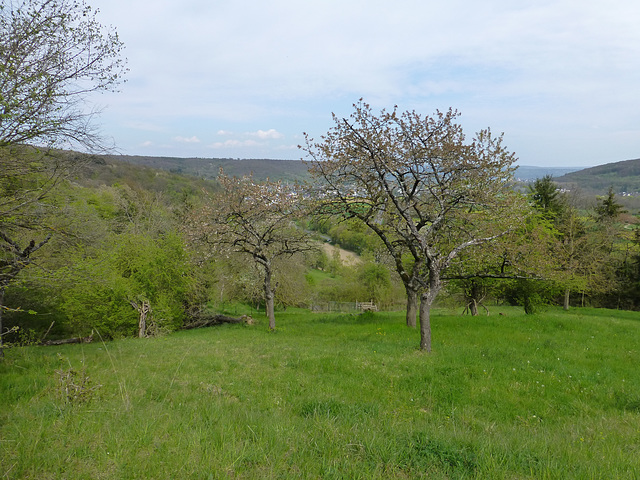 Orchideenwiese bei Lohrsdorf