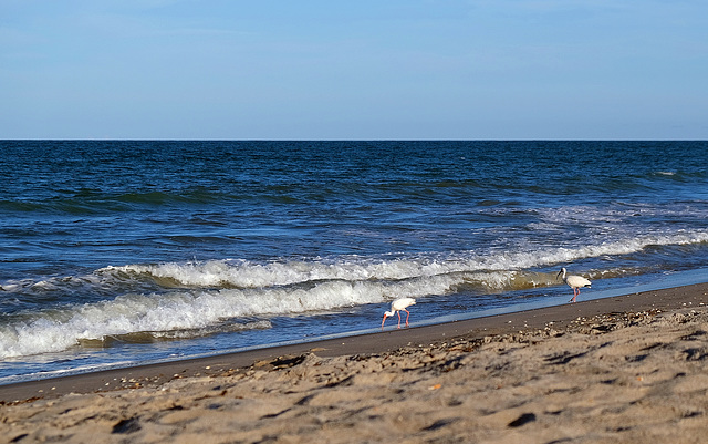 Life on the Beach