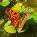 20210927 2965CPw [D~LIP] C-Falter (Polygonia c-album), Europäischer Froschbiss (Hydrocharis morsus-ranae), UWZ, Bad Salzuflen
